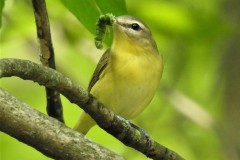 GPD Nat'catcher's - Philadelphia Vireo
