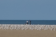 Gulls-on-Lake-Erie-beach