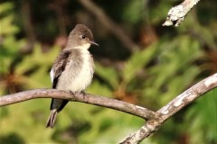 Hangry-Birders-Olive-sided-Flycatcher