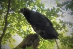 Juvenile-Turkey-Vulture