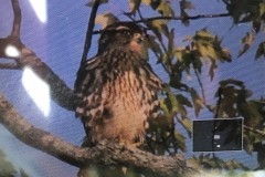 Merlin-at-Bass-Lake