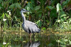 Motley-Migrators-GBH