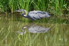 Motley-Migrators-GBH2