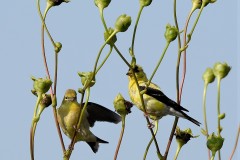 Motley-Migrators-Goldfinch