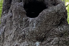 Vulture-Nest-Hole
