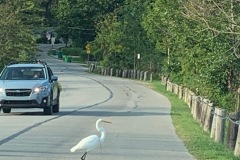 Why-did-the-Egret-cross-the-road