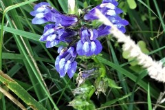 Wild-Flowers
