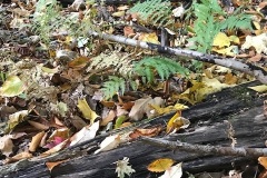006-Hach-1