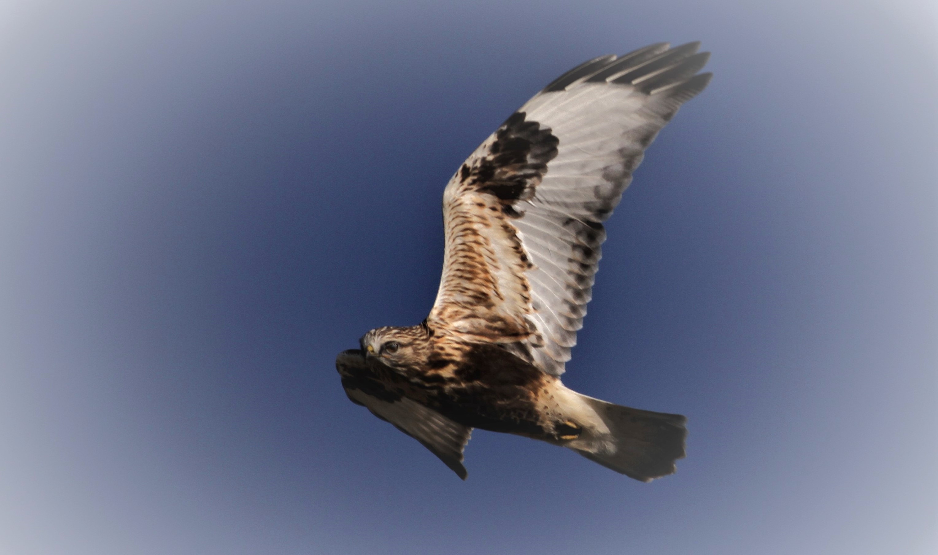 Rough-legged Hawk - photo by Matt Valencic